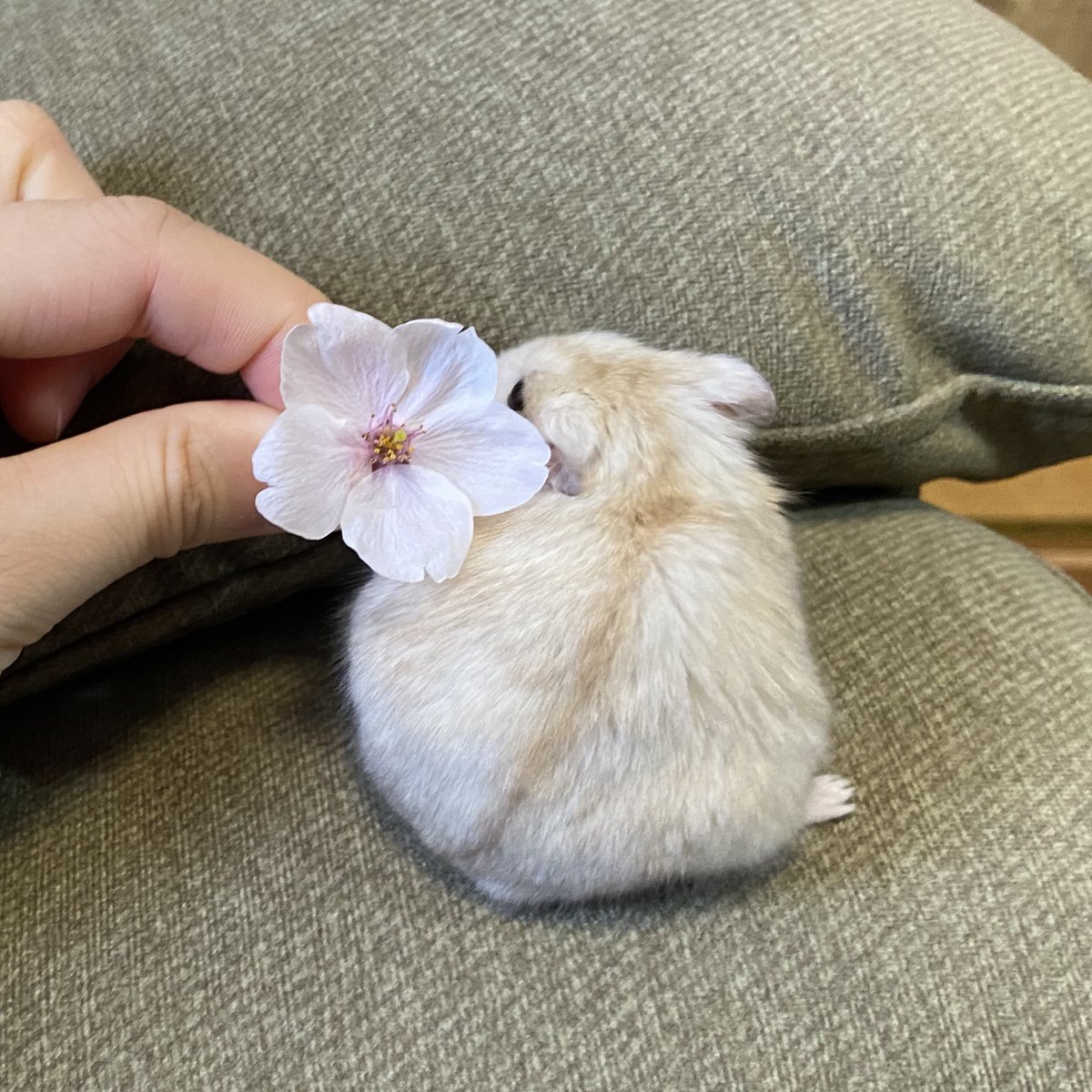 チャア子の輝き✴︎フトシも照らす tweet media