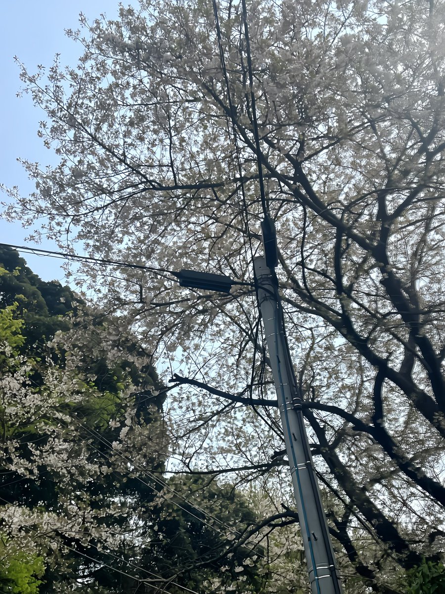 観月まりあ tweet media