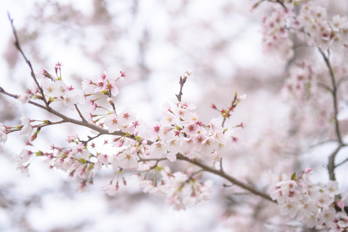 きょーへー tweet media