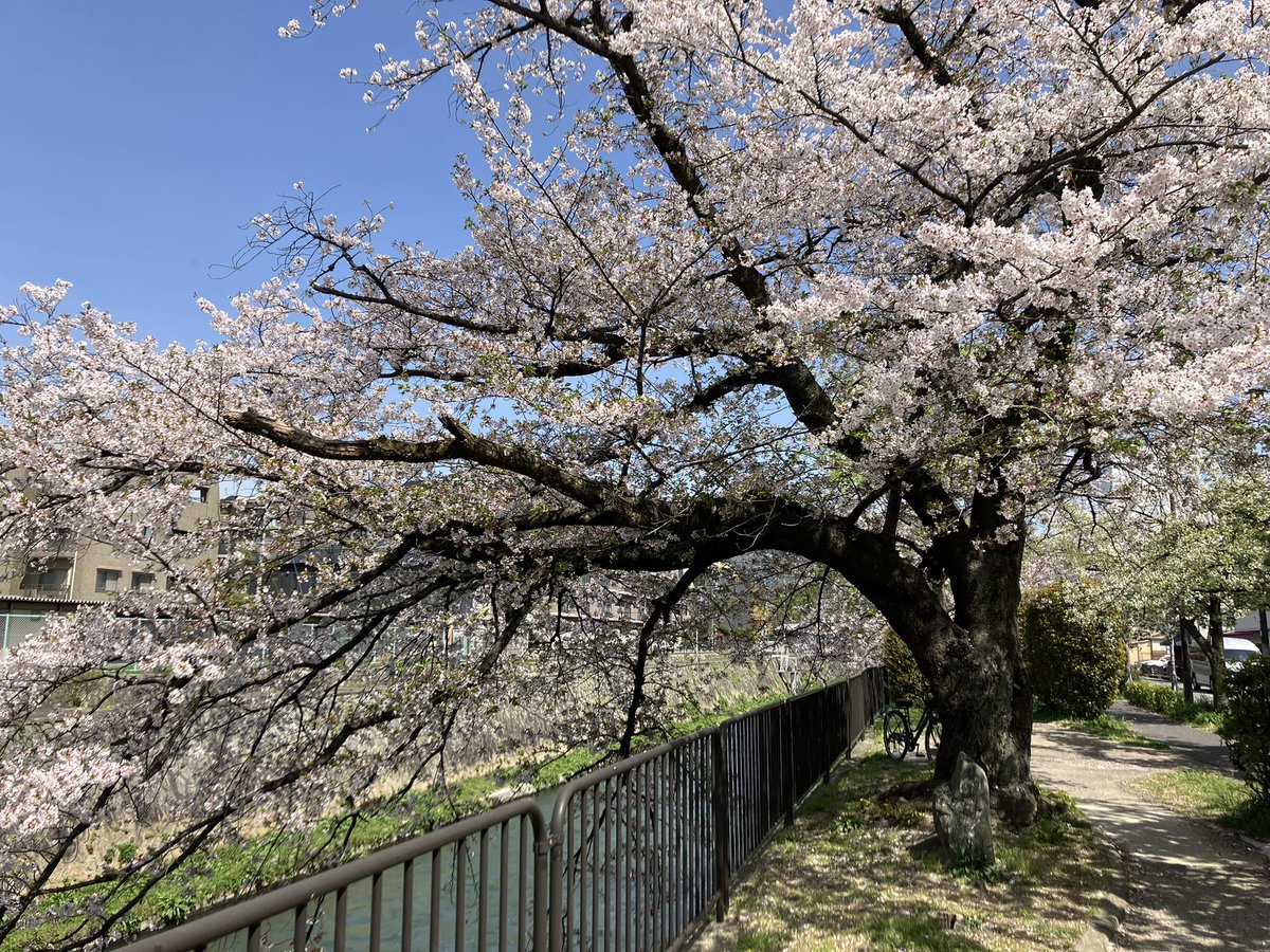 MI6_Q_'s tweet photo. おはようございます。週末の朝、自転車で公園にいき桜をみ���きました。道中の桜並木が素敵でしたよ。たまには車以外の移動手段もいいですね。
#月曜日
#今週も健やかにお過ごしください https://t.co/J3grdTpspA