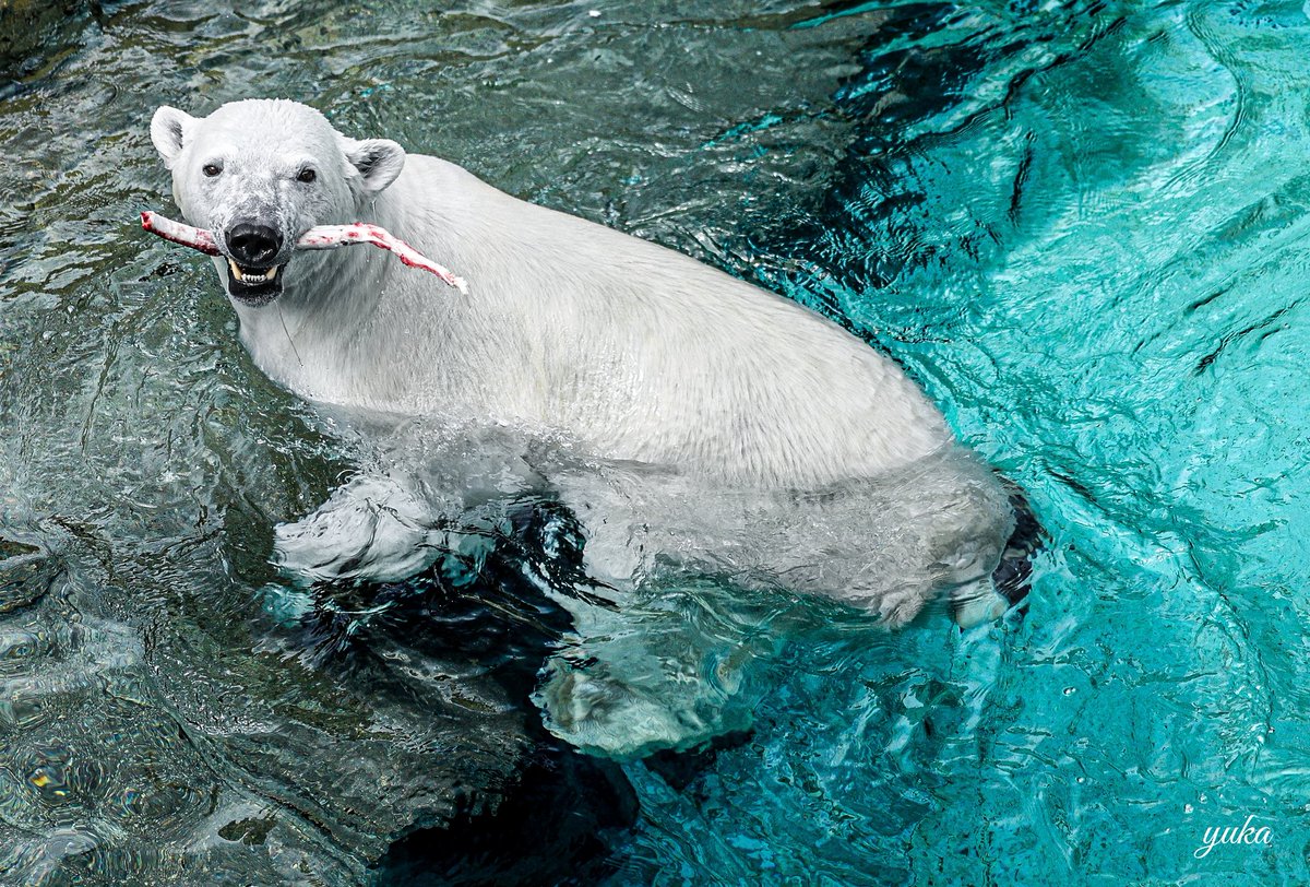 ゆかたん tweet media