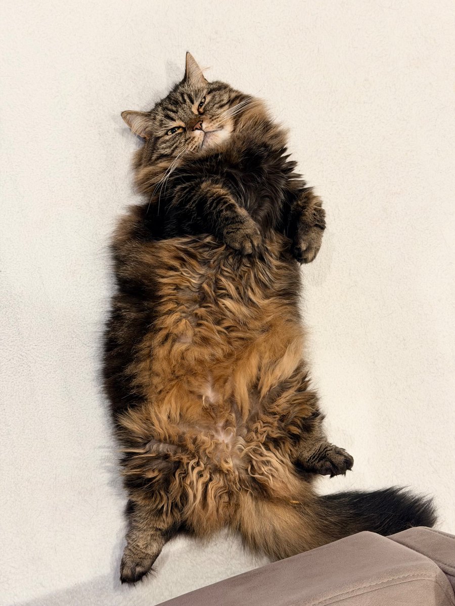 マンチカンのアーサー tweet media