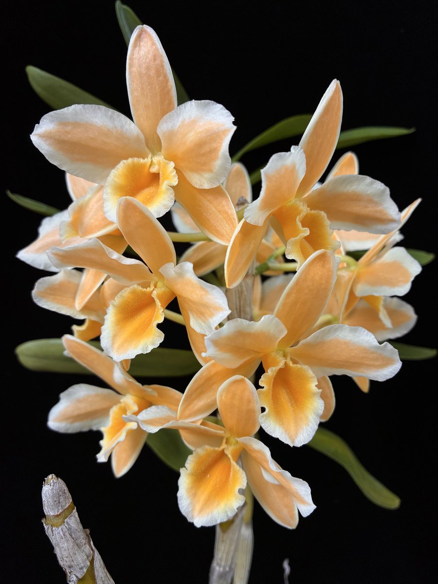 3年前から花芽がついていたのですが、2年連続でナメクジに花芽を食べられ、ずっと花を見れませんでした。
珍しい覆輪の花を咲かせ、咲き始めは淡いイエローですが(左)、徐々にオレンジ色に変化していき(右)、覆輪がはっきりしてきます。

#Den.Pittero Gold ‘Diamond Ring’

nyanyanyanyanko.com/plants/dendrob…