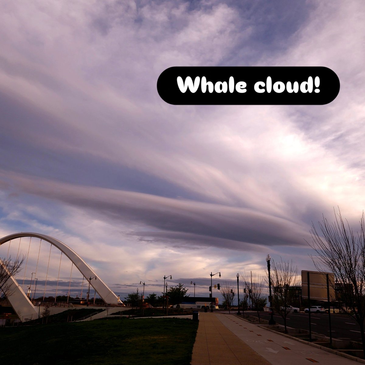 maridethjoy's tweet photo. @capitalweather Spotted swimming upstream at the Frederick Douglass Bridge...maybe with baby whale/lenticular underneath! https://t.co/oougvTMCpb