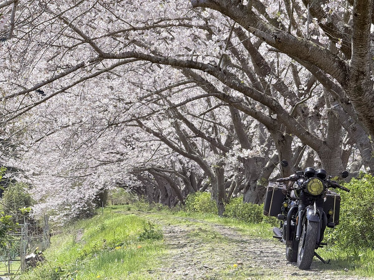 エリック 🇬🇧BONNEVILLE T120 tweet media