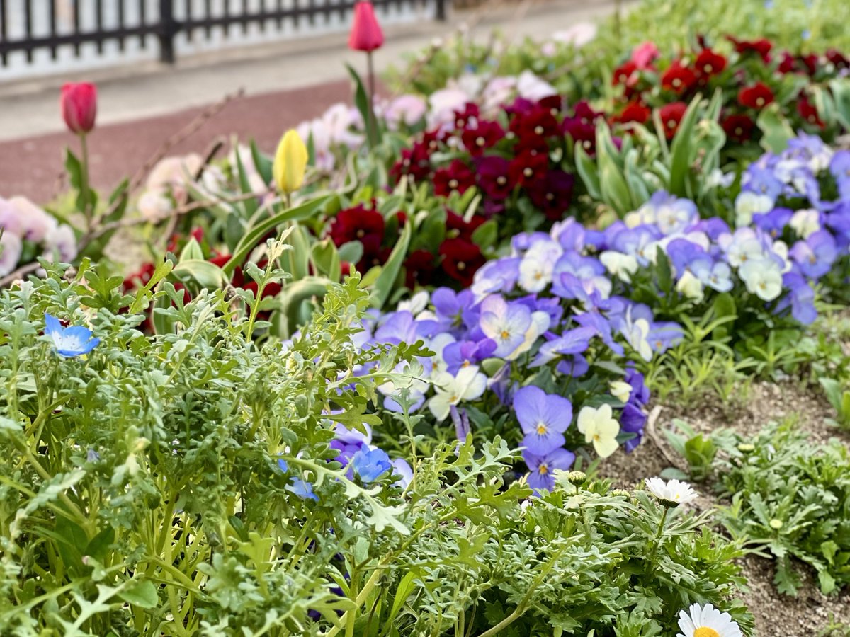 ぬい 🦚 tweet media