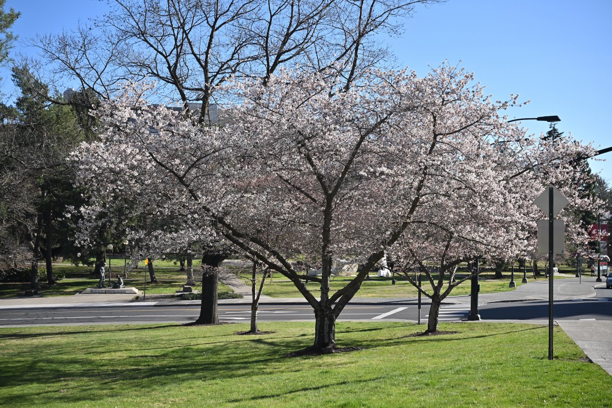 WSUPullman's tweet image. Blooming season has started in #Pullman! The #Yoshino #cherry trees planted in 2002 owe their existence to a donor living on the other side of the Pacific Ocean. Koichiro Iwasaki, who earned his master’s degree in economics at @WSUPullman in 1983, donated the trees “to symbolize
