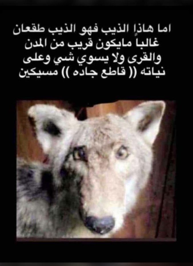 البقيلي tweet media