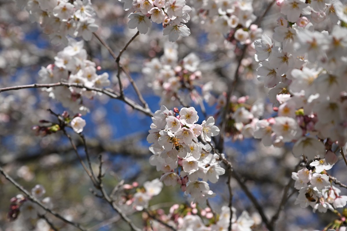 WSUPullman's tweet image. Blooming season has started in #Pullman! The #Yoshino #cherry trees planted in 2002 owe their existence to a donor living on the other side of the Pacific Ocean. Koichiro Iwasaki, who earned his master’s degree in economics at @WSUPullman in 1983, donated the trees “to symbolize