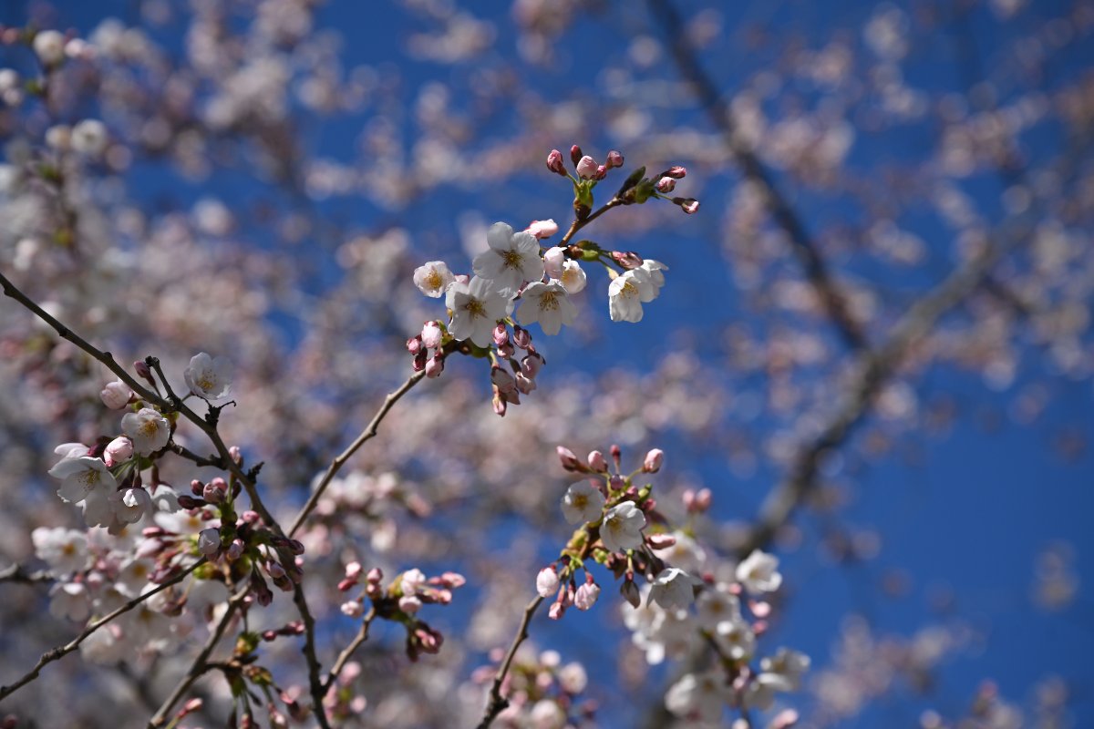 WSUPullman's tweet image. Blooming season has started in #Pullman! The #Yoshino #cherry trees planted in 2002 owe their existence to a donor living on the other side of the Pacific Ocean. Koichiro Iwasaki, who earned his master’s degree in economics at @WSUPullman in 1983, donated the trees “to symbolize