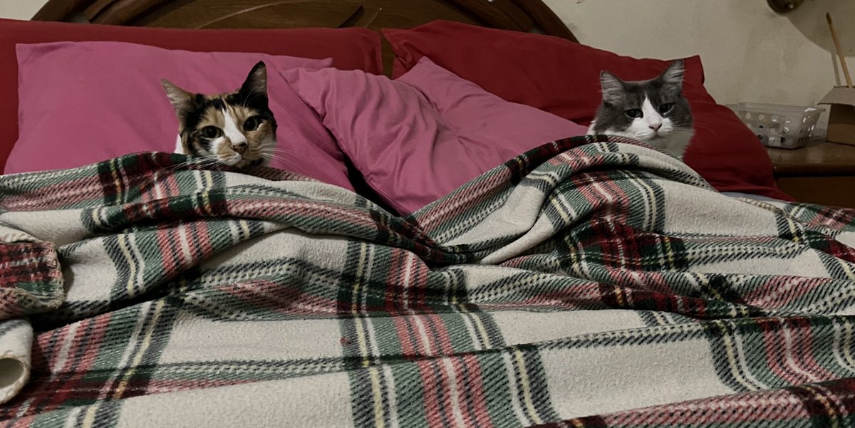 Creo que mis gatitos se aman