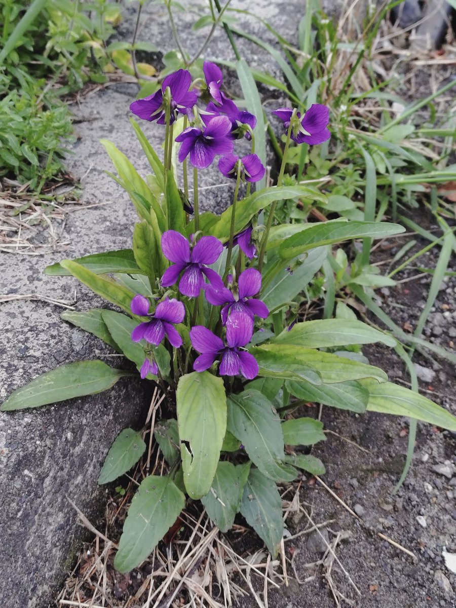 tomocococo tweet media