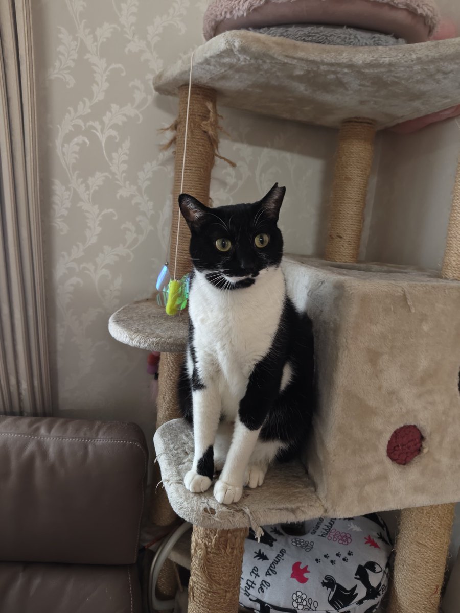 キャリー（NEW） tweet media