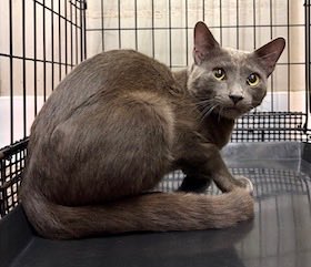 No.1288 一桜(いお):3月30日父島で捕獲。灰、オス、3.68kg