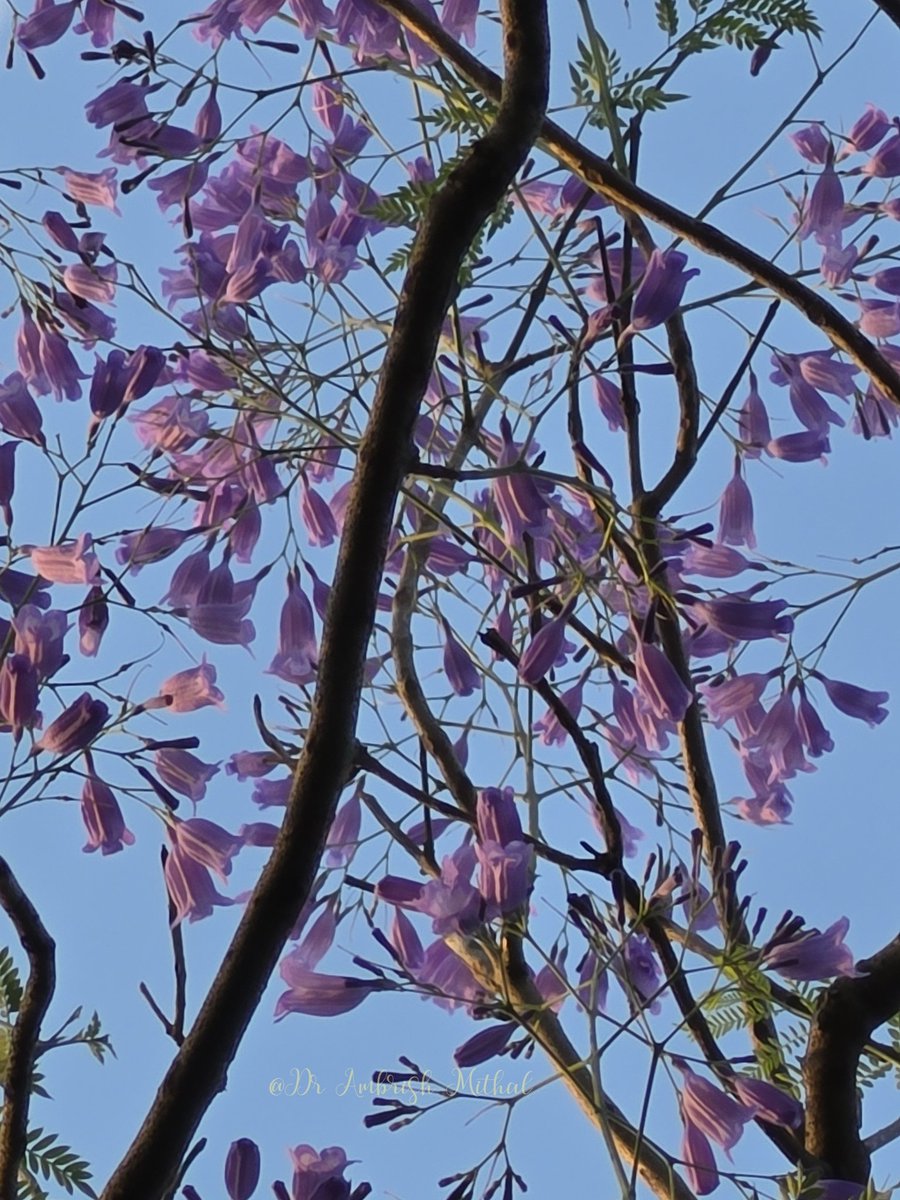 DrAmbrishMithal's tweet image. The #purple passion of Jacaranda (Neeli Gulmohar) provides a stunning break in midst of reds and yellows of Delhi spring and summer
Absolutely delightful display at the Vasant Vatika in #Vasantkunj #Delhi
#flowers #spring 
This morning..