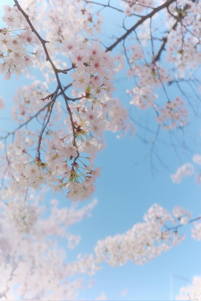 민토스 tweet media