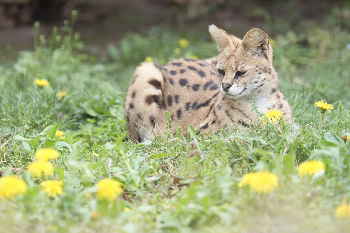 くろねこジジ🐈⬛ tweet media