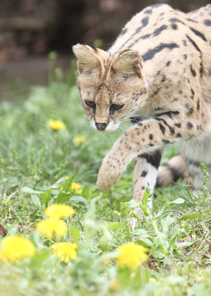 くろねこジジ🐈⬛ tweet media