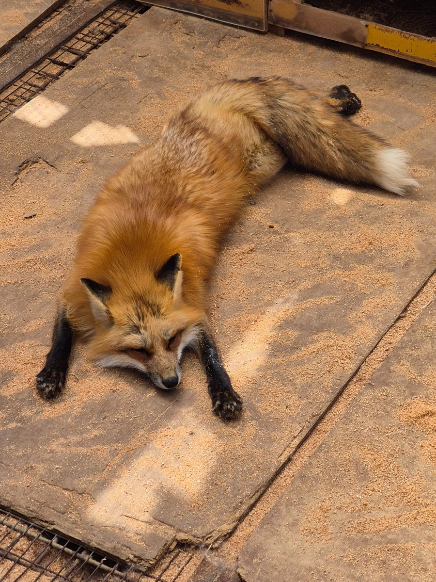 宮城蔵王キツネ村(公式)🦊 tweet media