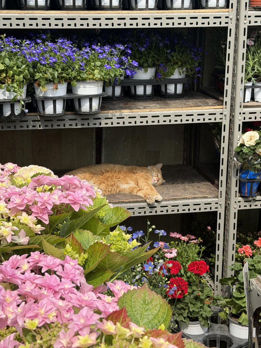 퍼셀 | PURCELL tweet media