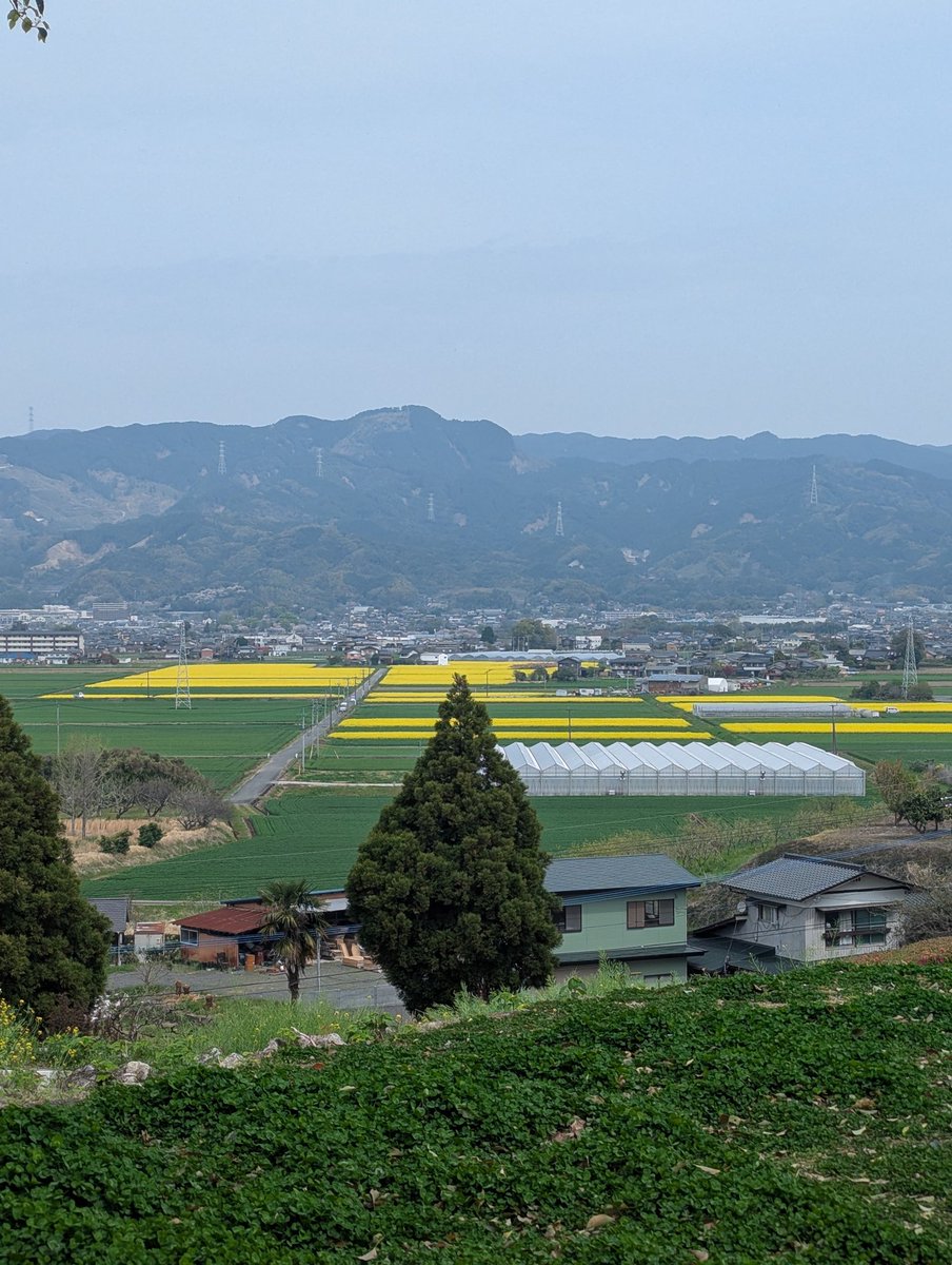 VincafeP's tweet photo. 道の駅うきはのテラスから。
一面の菜の花畑。 https://t.co/UzM9Avwhvy