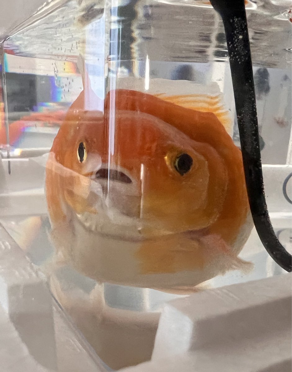 きんぎょのけんすけ tweet media