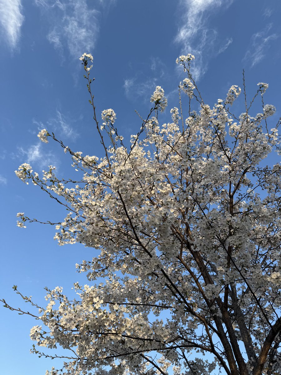 bn29glht's tweet photo. 昨日は、キャンプではなく、
お花見で、ペグダウンでした😆

#花見
#さくら
#ペグダウン https://t.co/pqscgCnq39