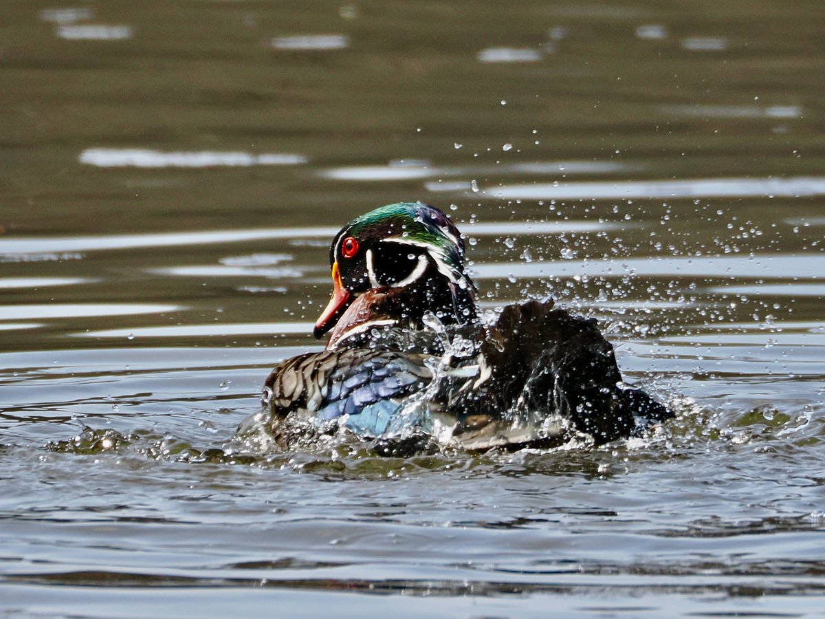 mawgdn's tweet image. Wood #Duck drake taking a bath #MallardMonday #birdwatching Clove Lakes Park 04/03/26