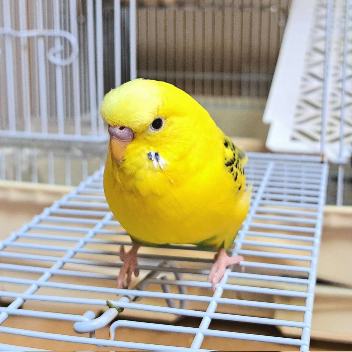 💙青い空と、満腹太郎💙 tweet media