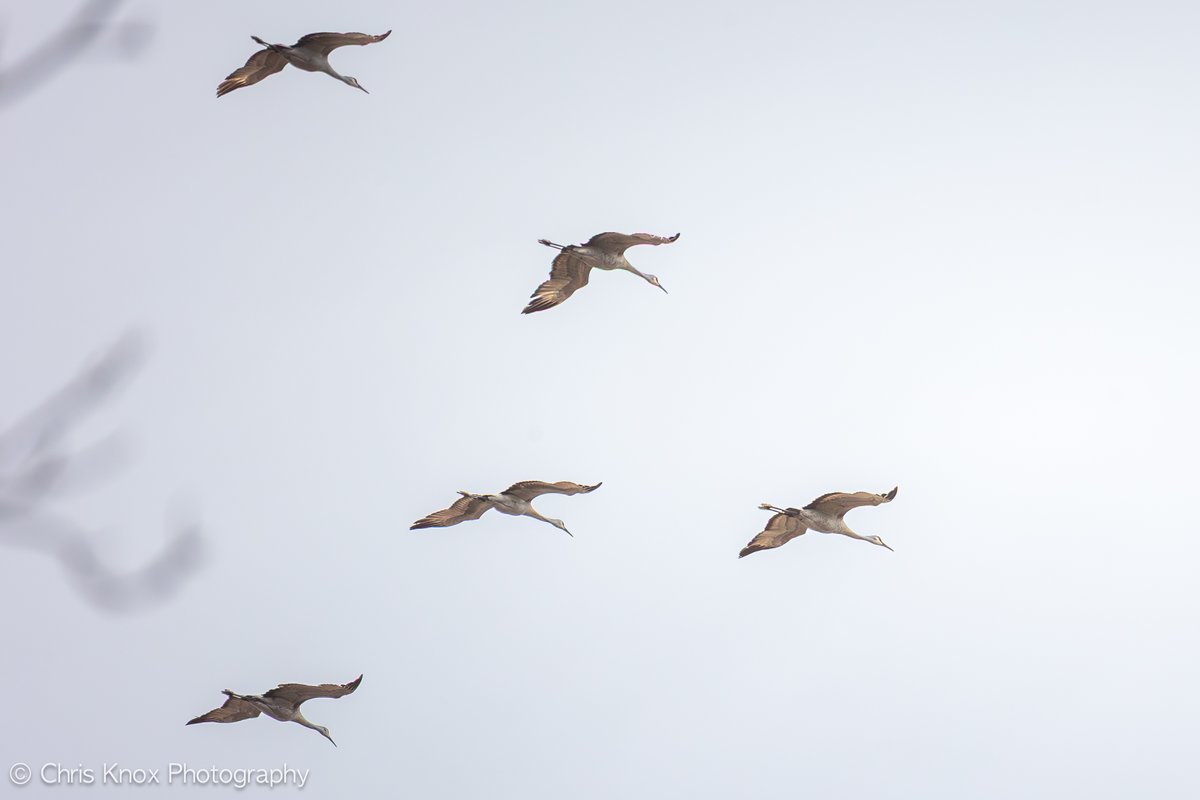 A flock of Sandhill Cranes made an unscheduled fly over of my house. These are definitely birds that you hear coming before you see them.