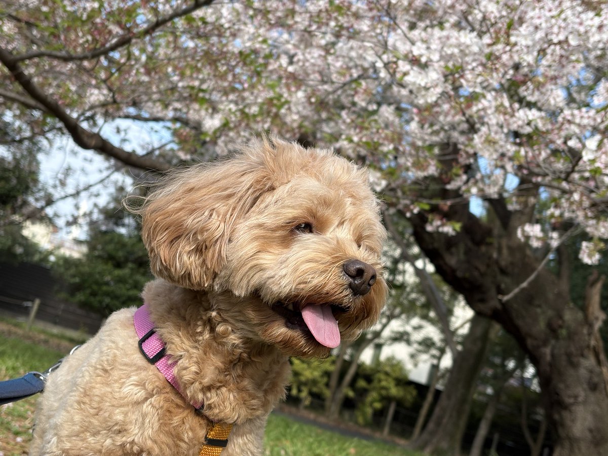 阪口 周平 tweet media