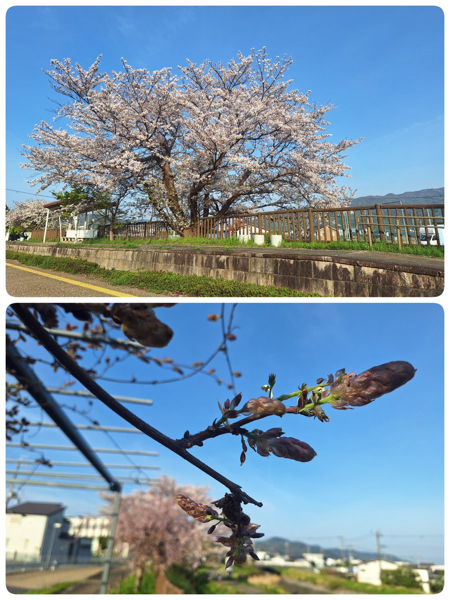 サフラン tweet media