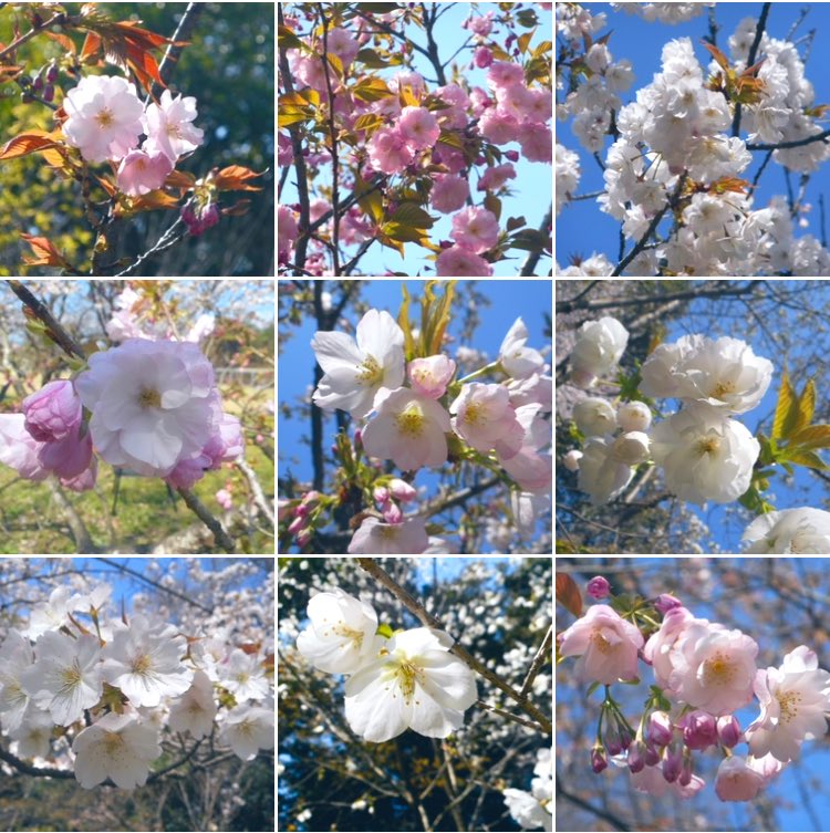 なからぎの森の木の精bot tweet media