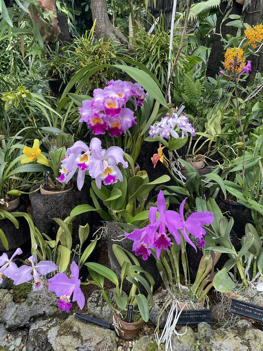 おこめ tweet media