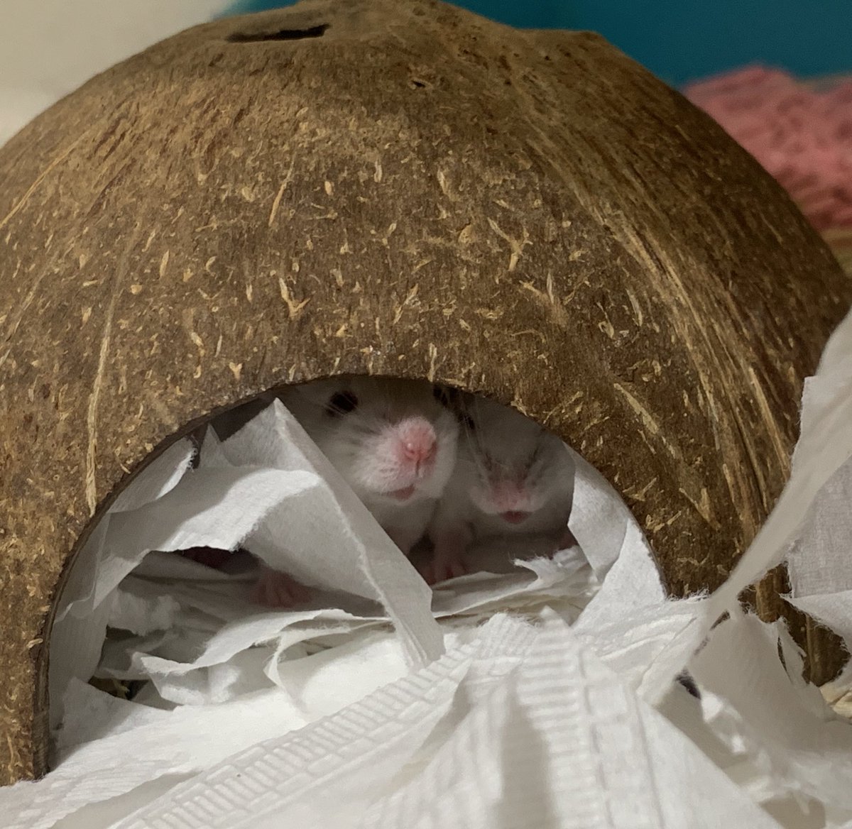 셉입니다. tweet media