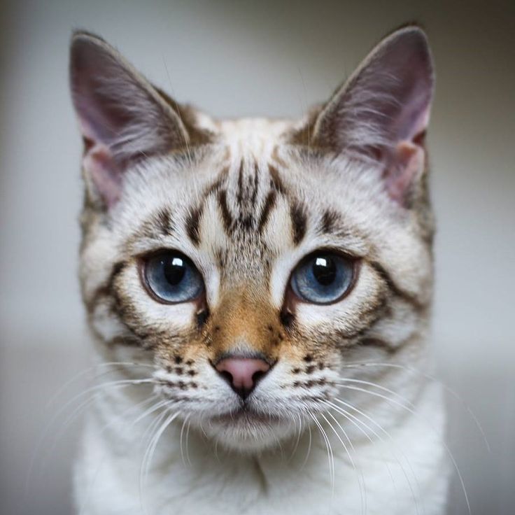DailyCatsX's tweet photo. https://t.co/NIIRKqApCt