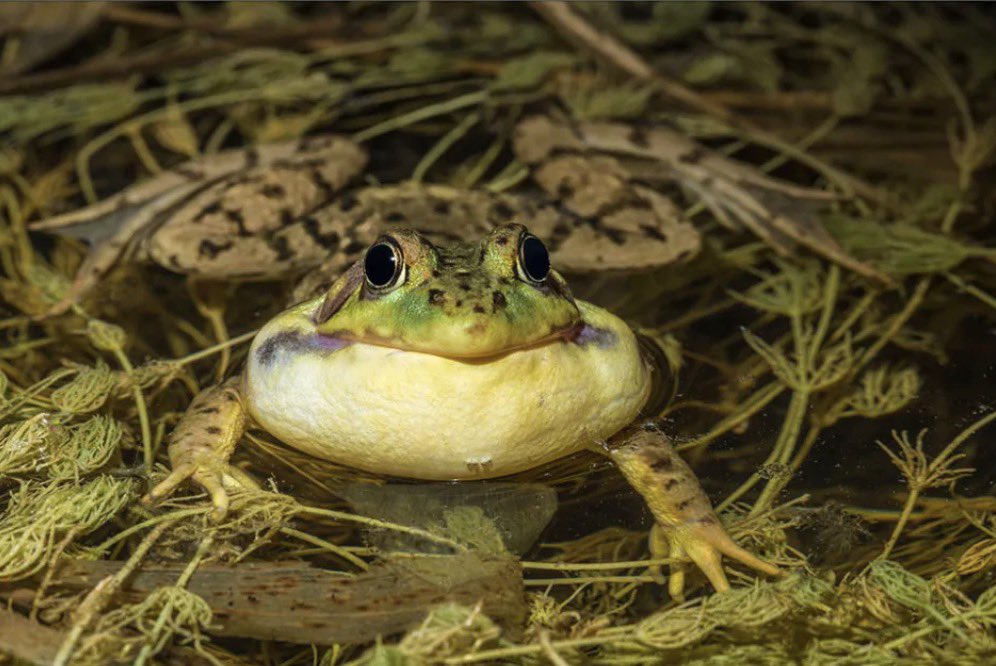 DrBinxy.eth tweet media