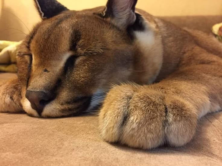 huesitos ! tweet media