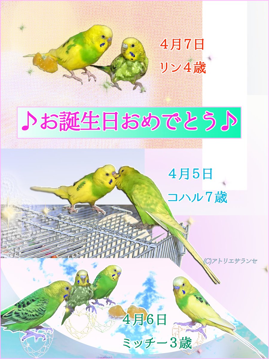 saranse1's tweet photo. 🌸🌸🌸日本列島は今週も桜前線真っ盛りですが、今年も始まりました鳥アー��☆ユニットの目出度い連続誕生日祭りピヨ★🌸🦜🌸🦜🌸🦜
４月５日【コハル７歳】
４月６日【ミッチー３歳】
４月７日【リン４歳】
みんな『ハッピーバースデー！』
（※毎年アトリエ内ではちゃんと当日にお祝しています） https://t.co/Ff2FWw7KIY