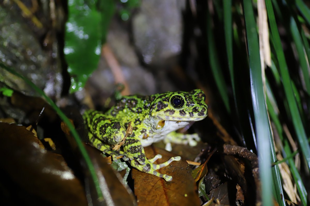 アマミイシカワガエル。
日本一美しいカエル。
これ見たってことは、オキナワのも回収しなければ。