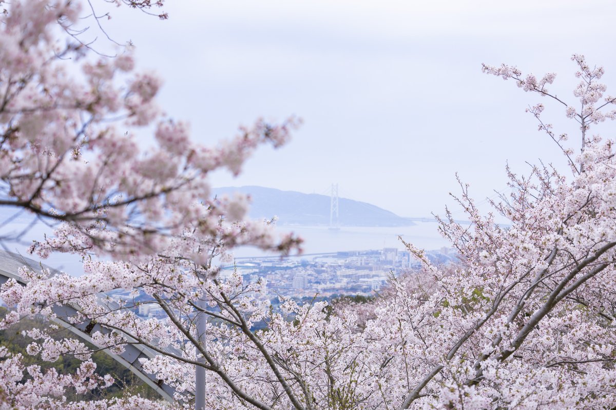 神戸市広報 tweet media