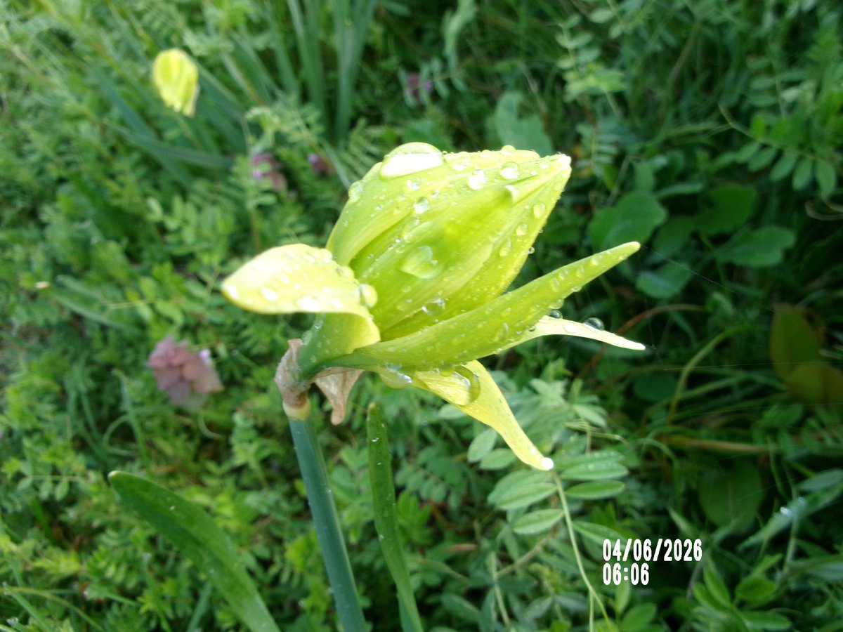 のりちゃん2 tweet media