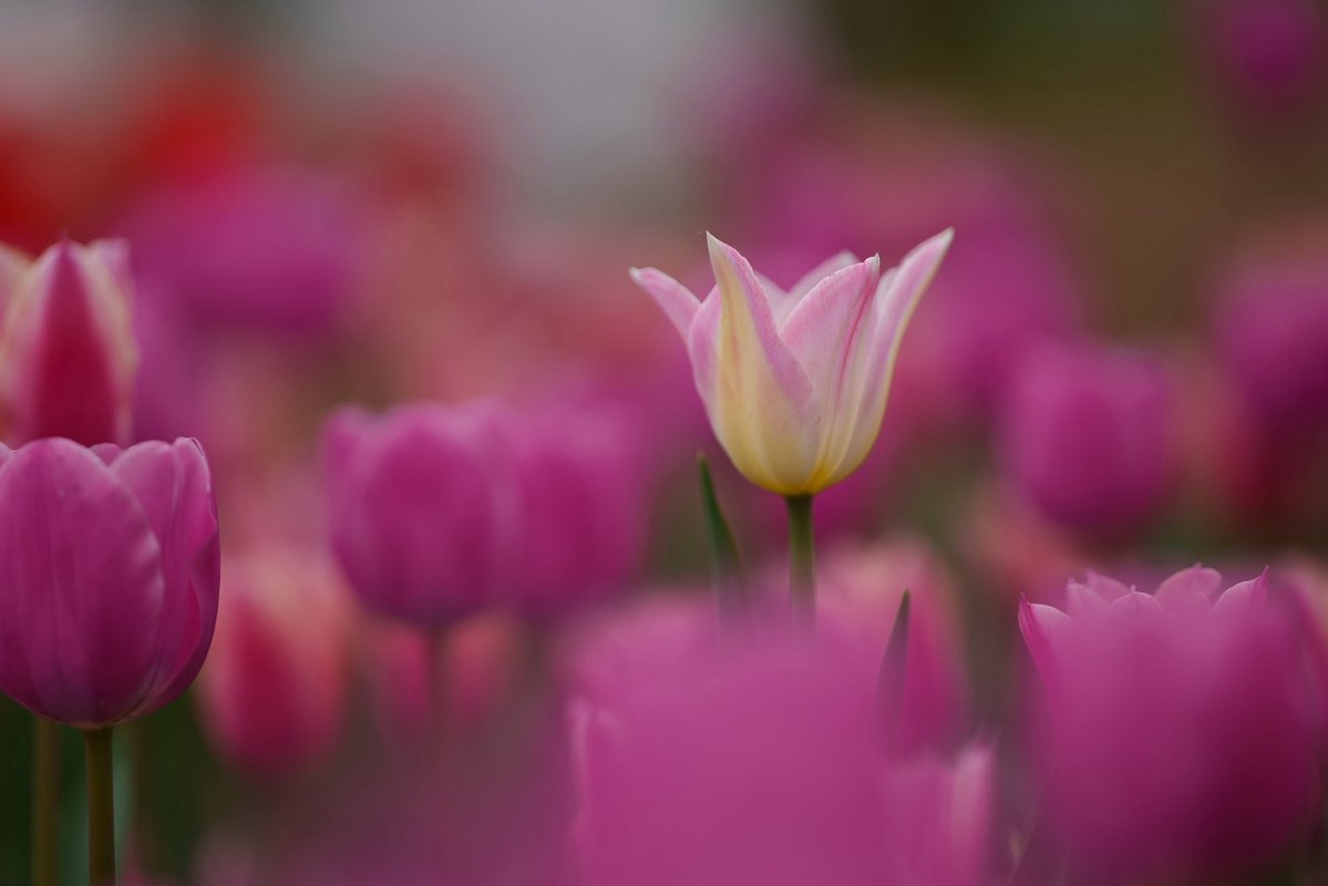 シャーベット tweet media