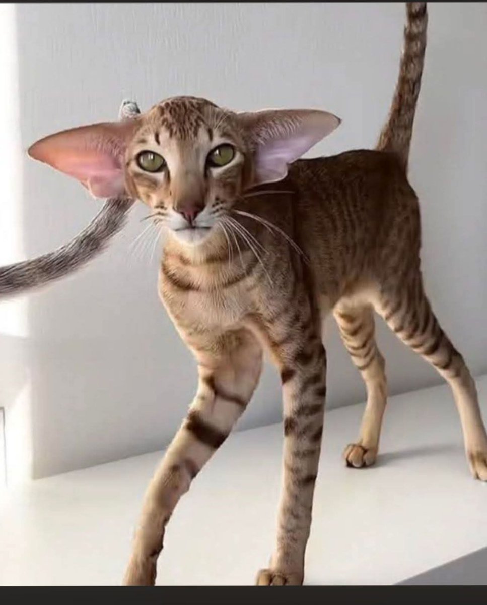 Nimra Shahzadi ❣️ tweet media