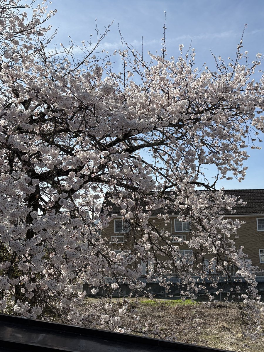 ぴーなっつ tweet media