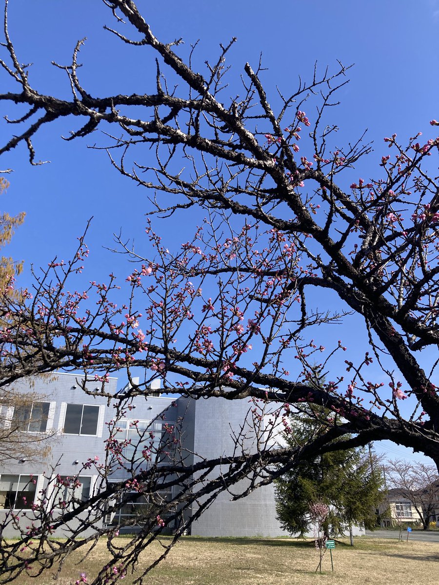 kita_com's tweet photo. 【開花宣言】桜咲きました🌸 https://t.co/N4KsrZLE2M