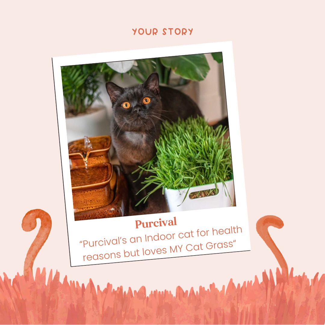 MyCatGrass's tweet photo. Purcival's an Indoor Cat for health reasons and looks forward to his delivery of Fresh organic ready grown cat grass from MyCatGrass https://t.co/y8dGQg553X