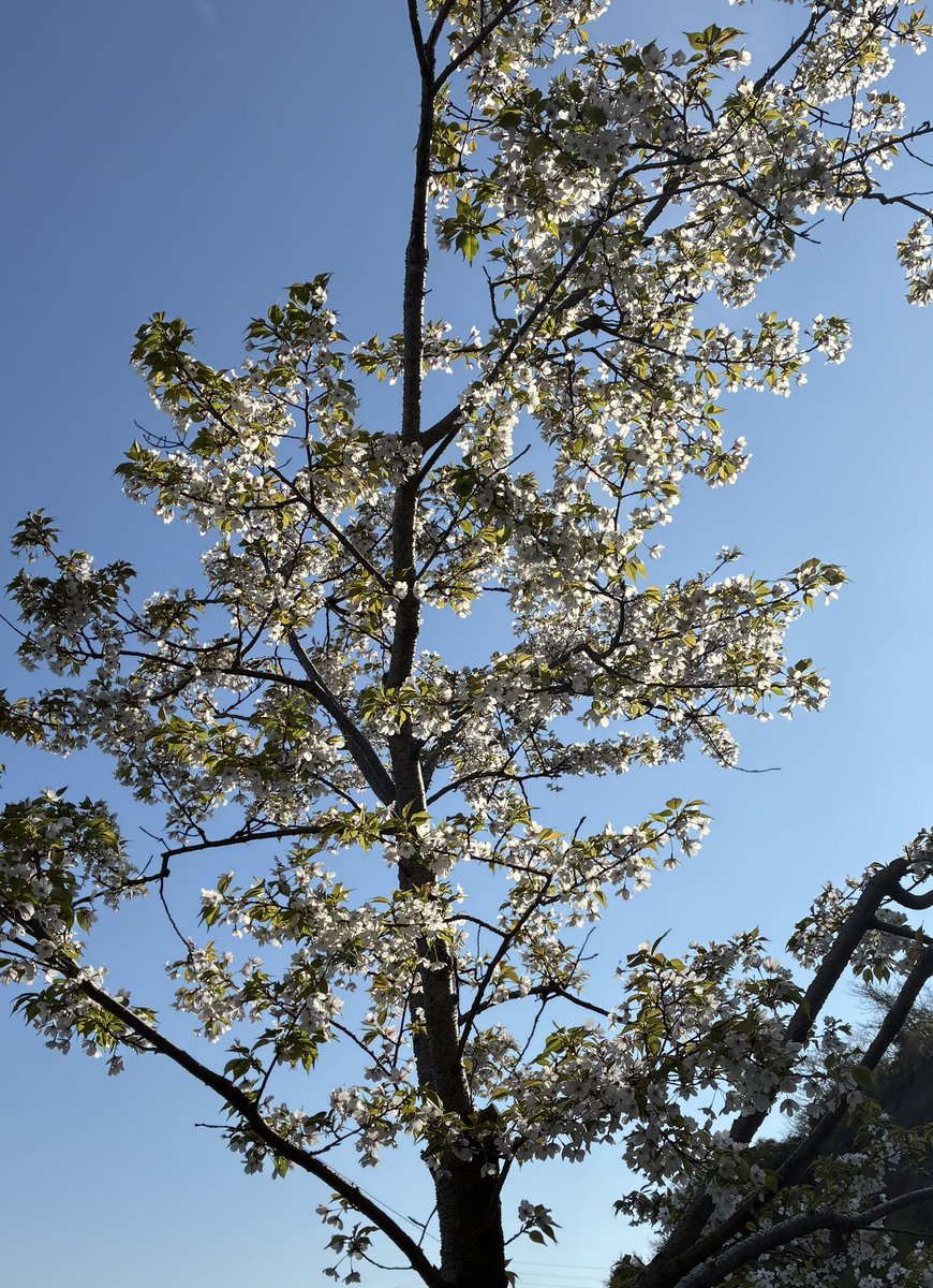 しゃば🐯ジ🦊エンド tweet media