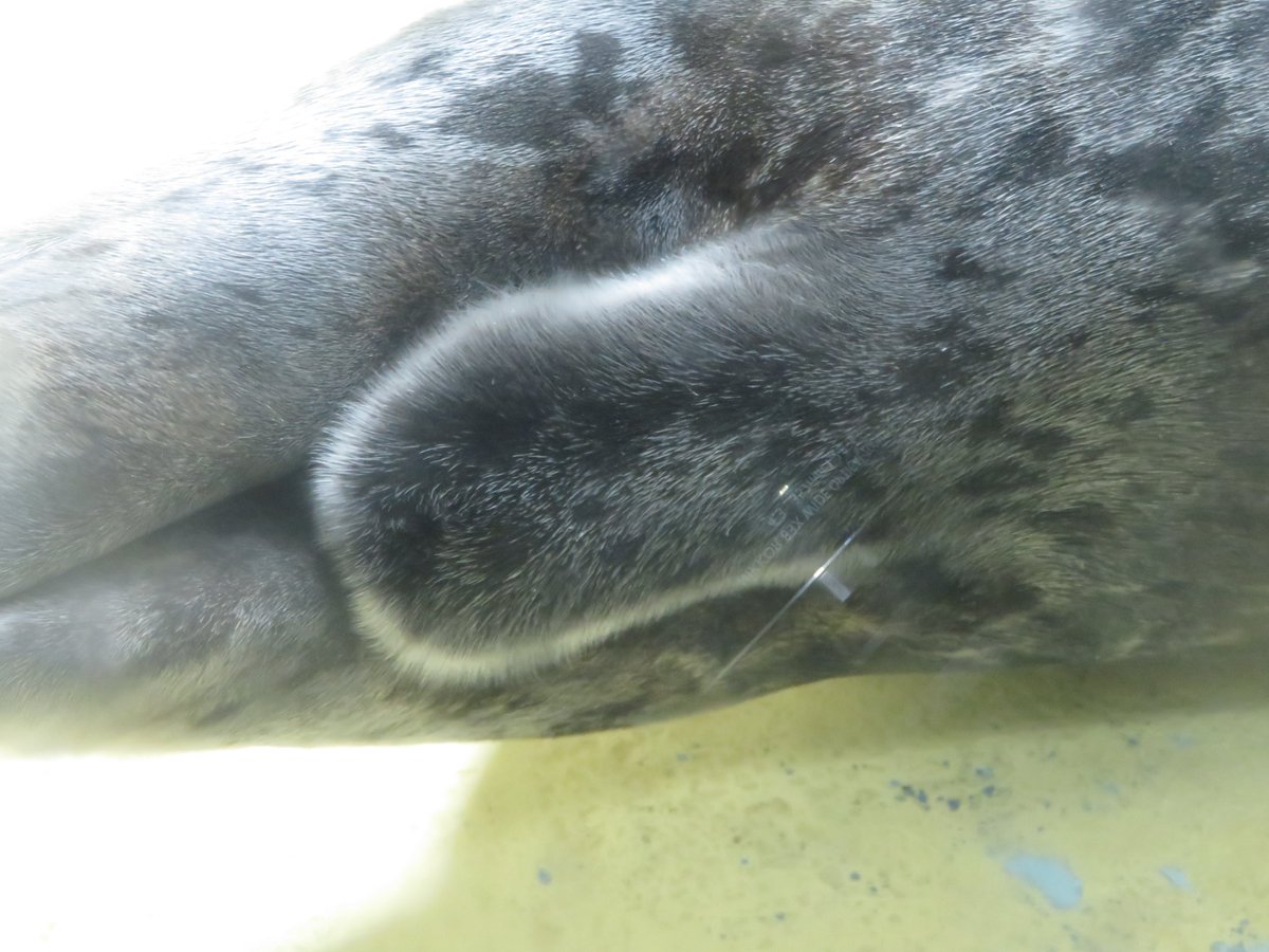 週イチ水族館 tweet media