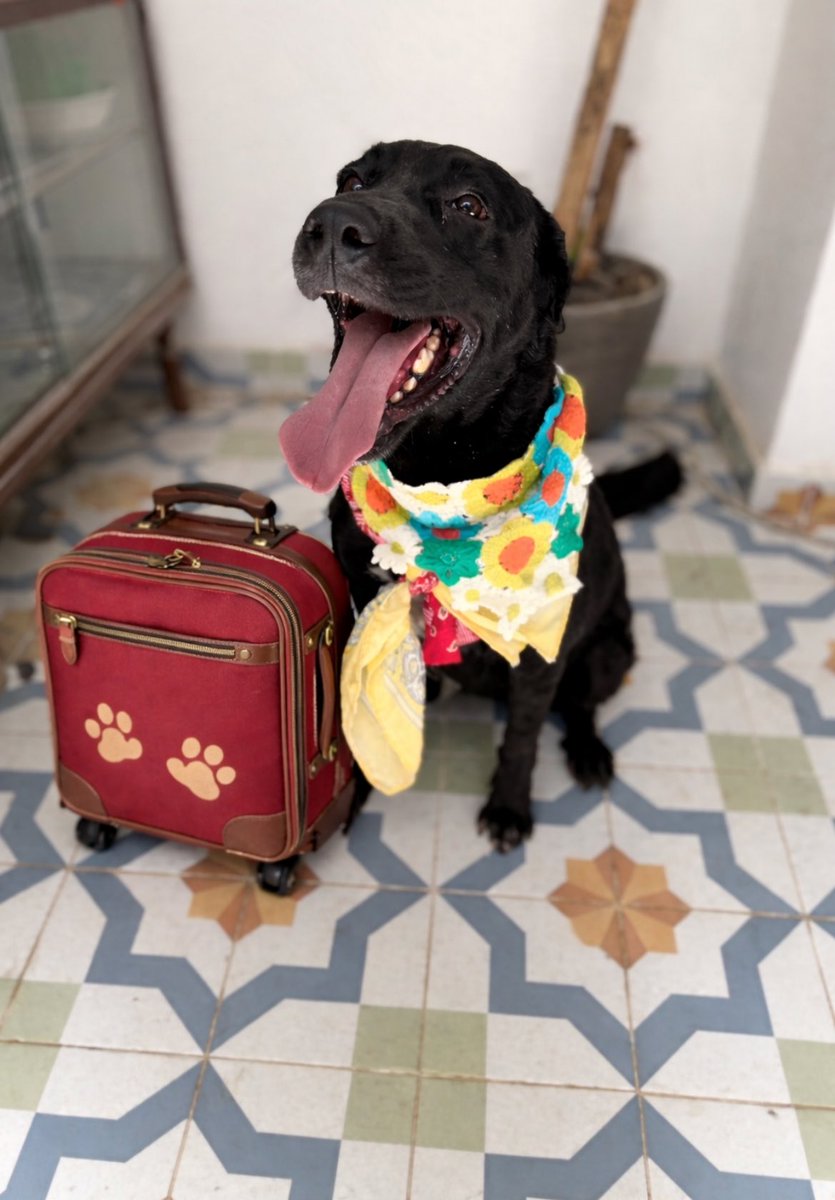 𝙷𝚎𝚕𝚊 𝙼𝚘𝚛𝚎 🐶 tweet media